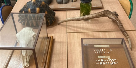 Powiększ grafikę: Na stole leżą w gablotach eksponaty biologiczne: czaszka zwierzęcia, poroże, drobne kości, skorupa żółwia