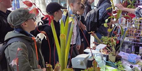 Powiększ grafikę: Uczniowie słuchają z zaciekawieniem wykładu o roślinach mięsożernych, oglądają okazy roślin.